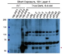 PIF5 | Phytochrome interacting factor 5 (rabbit antibody) in the group Antibodies Plant/Algal  / DNA/RNA/Cell Cycle / Transcription regulation at Agrisera AB (Antibodies for research) (AS12 2112)